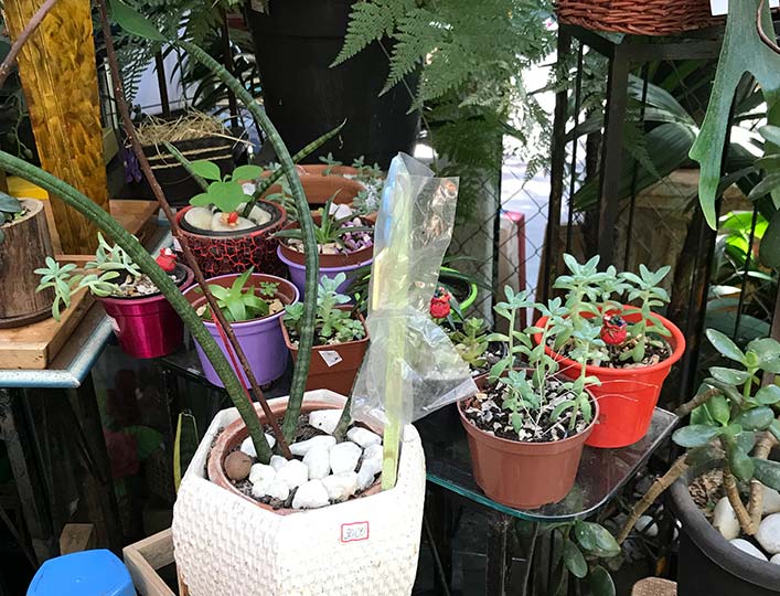 Boutique de Plantas